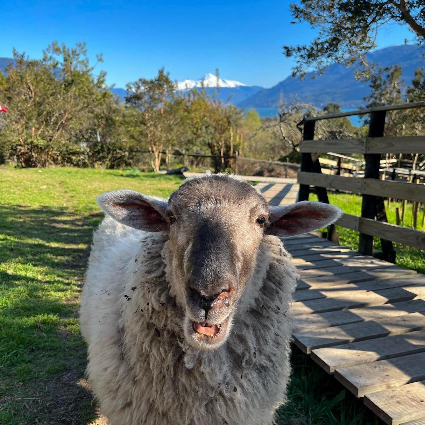 科查莫Patagonia Nativa住宿加早餐旅馆 外观 照片